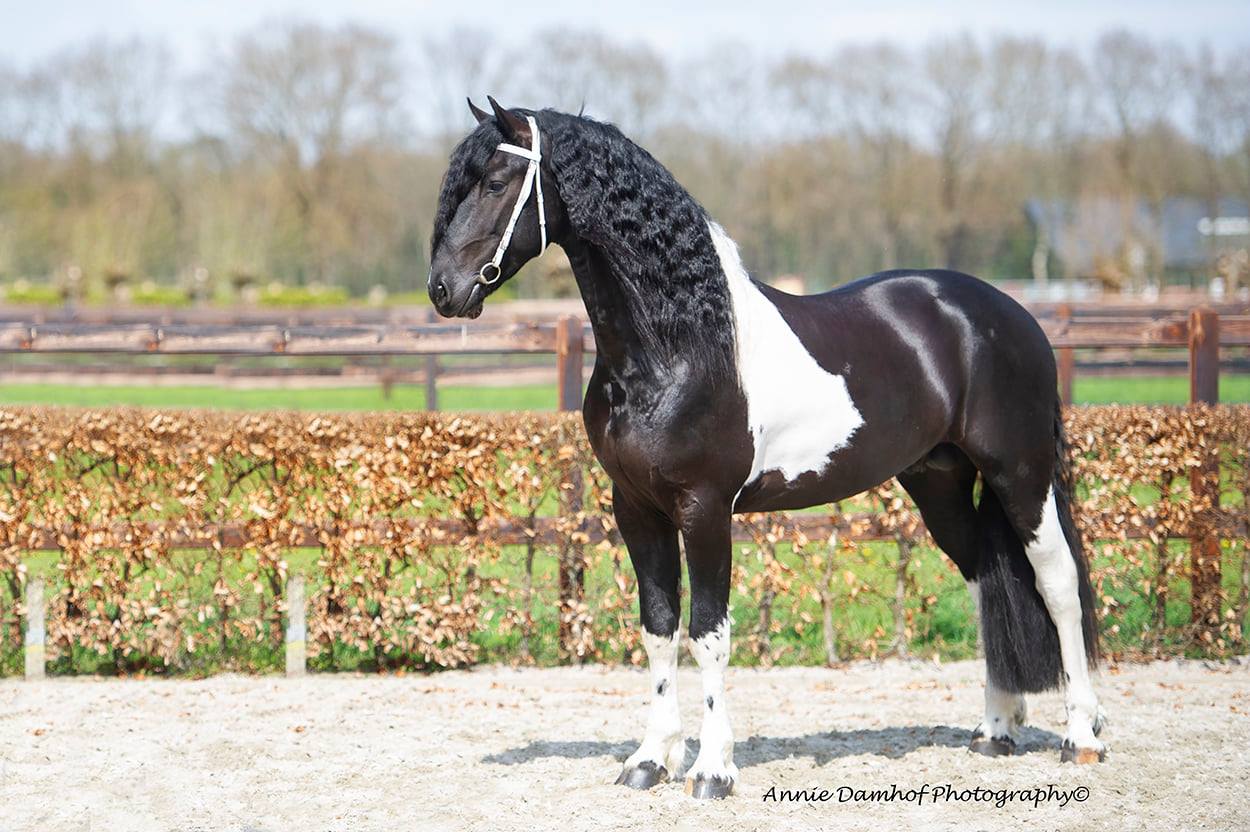 Barock Pinto Stallion Haike BP54